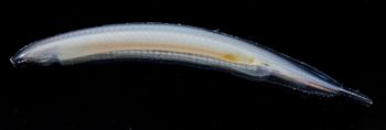 Media type: image;   Invertebrate Zoology 74259